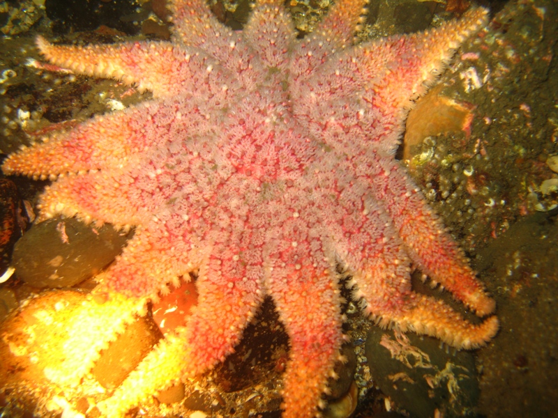 2009-05-23 St Abbs 095.jpg